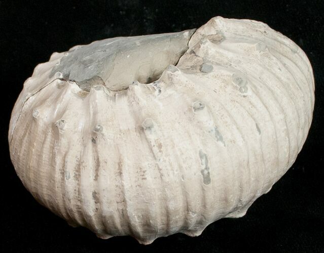 Liparoceras Ammonite - Very D #10705